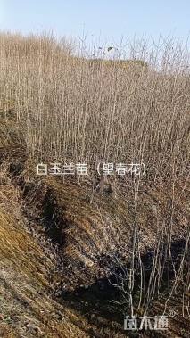 2公分白玉兰