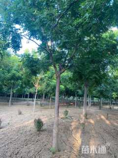 11公分栾树
