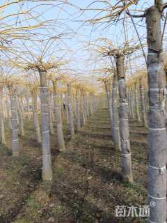 10公分金枝垂槐