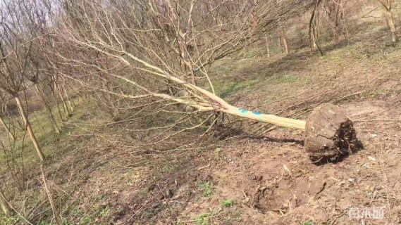 高度200厘米红花紫薇