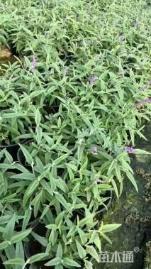高度28厘米墨西哥鼠尾草