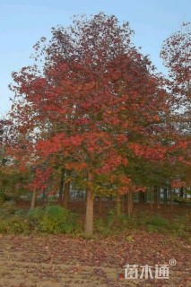 20公分北美枫香