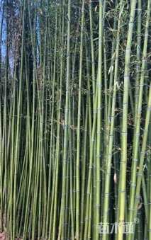 2公分竹子