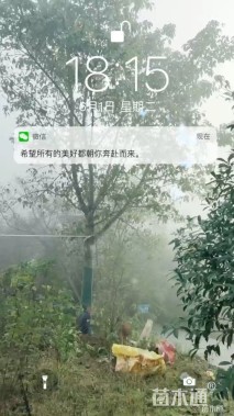30公分黄葛树