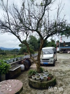 高度500厘米花石榴