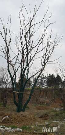 50公分丛生乌桕