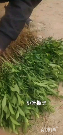 高度20厘米小叶栀子小苗