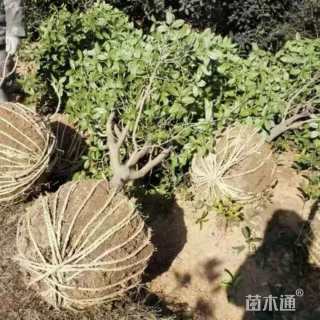 7公分桂花