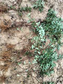 高度40厘米金丝桃