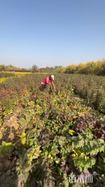 高度60厘米紫丁香小苗