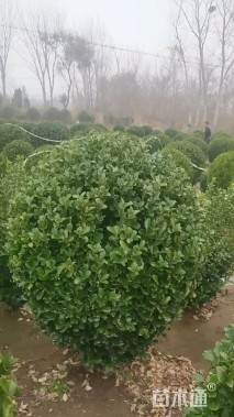 冠幅80厘米冬青球