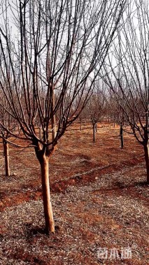 10公分金叶复叶槭