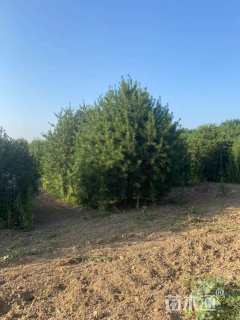 高度400厘米白皮松