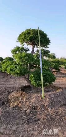 高度250厘米卫矛