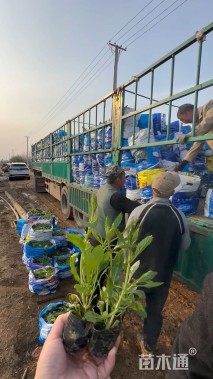 高度22厘米马鞭草