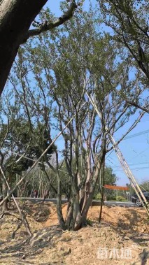 128公分丛生朴树