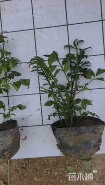 高度20厘米火焰卫矛