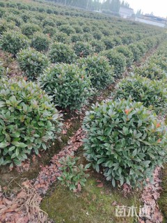 冠幅100厘米红叶石楠球