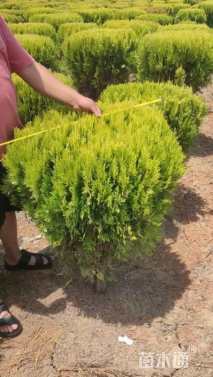 高度120厘米洒金柏