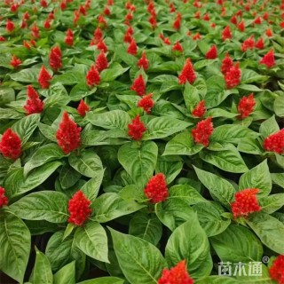 高度20厘米绿叶鸡冠花