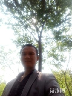 20公分榉树