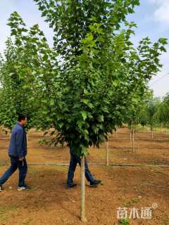 5公分美国红枫-红冠