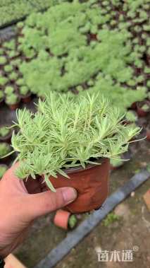 高度5厘米佛甲草
