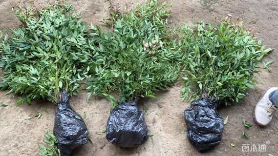 高度40厘米南天竹