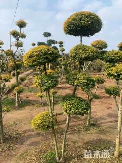 6公分造型亮晶女贞