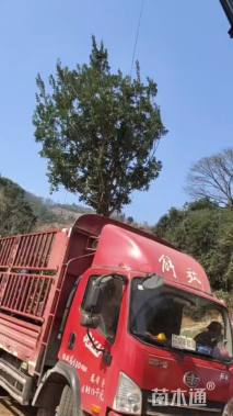 10公分杨梅