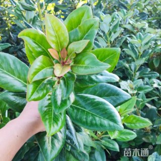 高度25厘米红花荷小苗