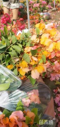 冠幅110厘米三角梅球