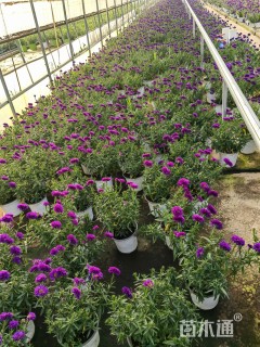 高度25厘米翠菊