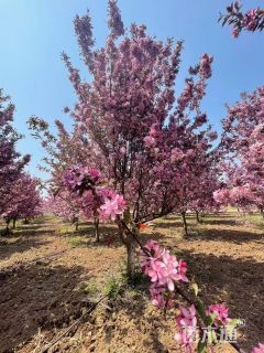 14公分草莓果冻海棠