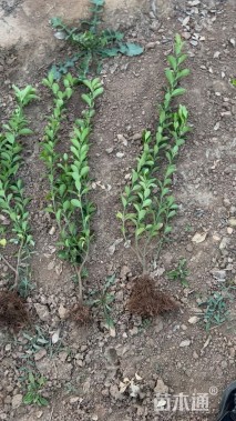 高度80厘米大叶黄杨