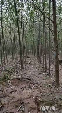 4公分漳河柳