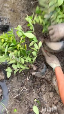 高度50厘米红花继木