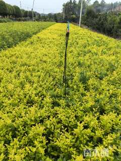 高度30厘米金森女贞