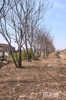 12公分(4杆)丛生栾树