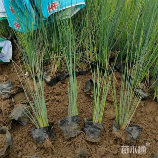 高度35厘米灯心草