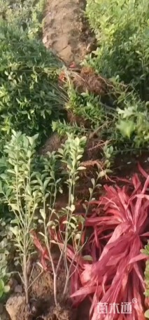 高度100厘米大叶黄杨