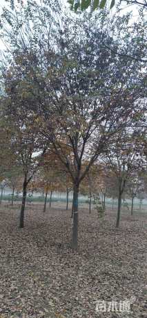 16公分榉树