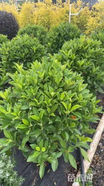 高度100厘米非洲茉莉