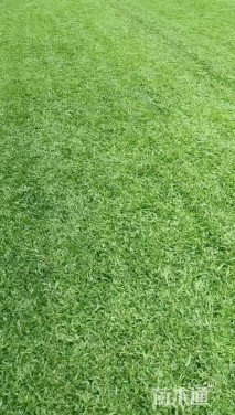 大叶油草