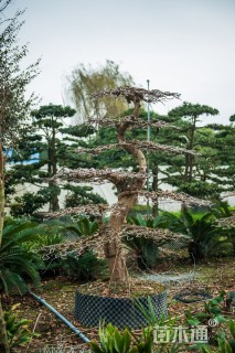 18公分造型银杏