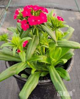 高度20厘米五彩石竹