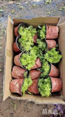 高度10厘米佛甲草