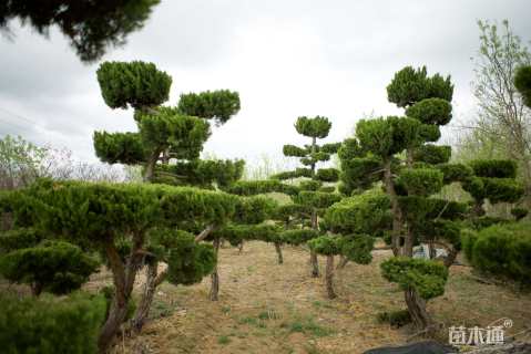 15公分造型龙柏