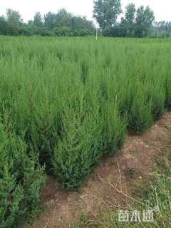 高度200厘米北京桧