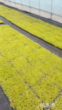 高度5厘米佛甲草